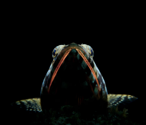 film-ocean