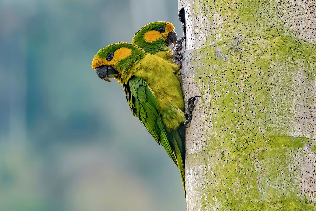 Gardien des oiseaux
