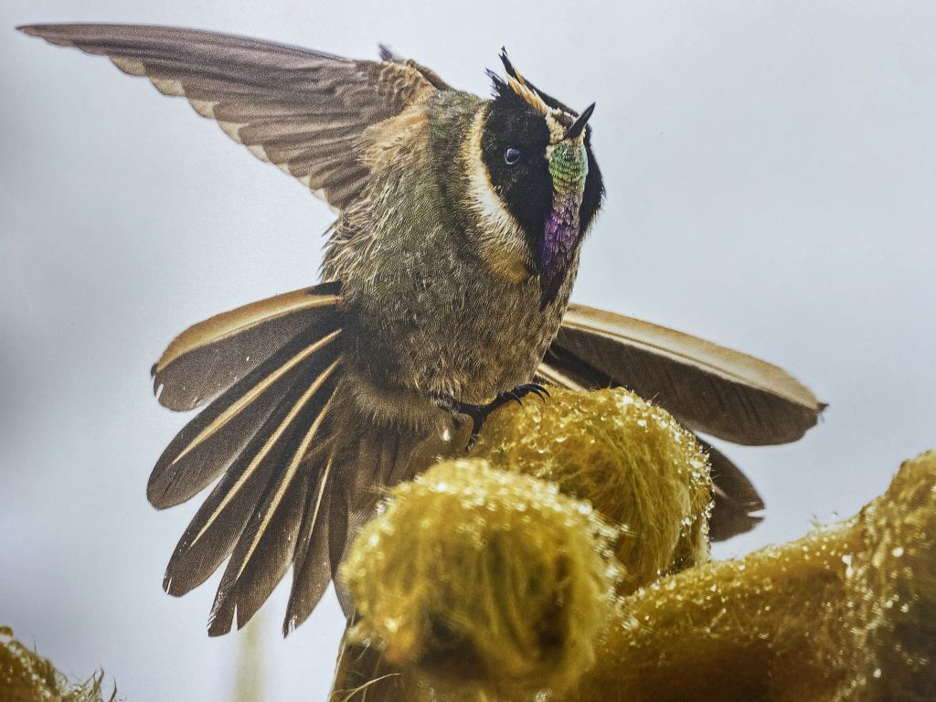 Gardien des oiseaux