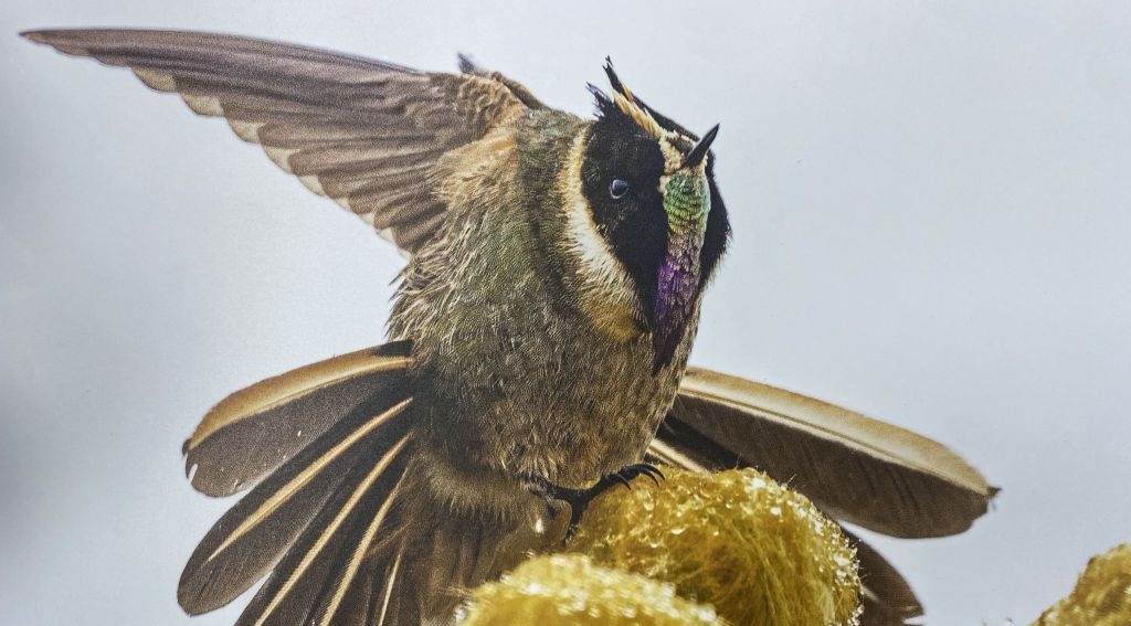 Gardiens des oiseaux